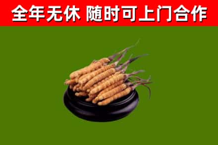 武隆区回收冬虫夏草
